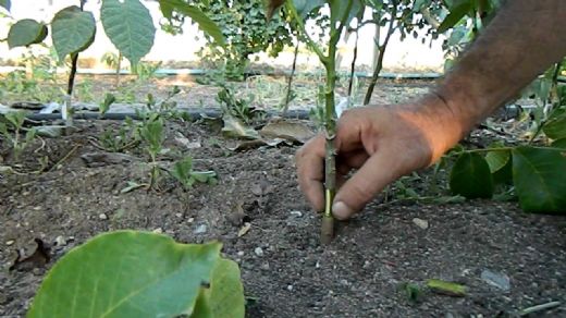 Ceviz Göz Aşısı Göz Aşısı Zamanları