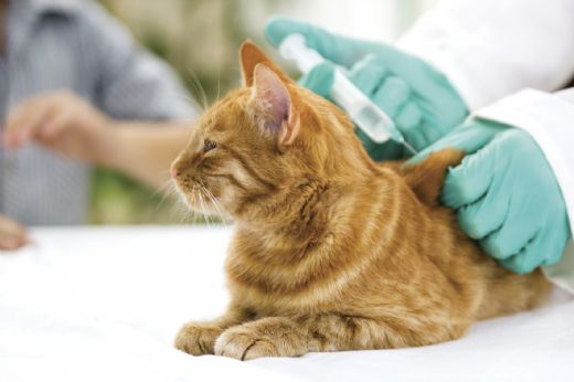 Kedi Lösemi Aşısı