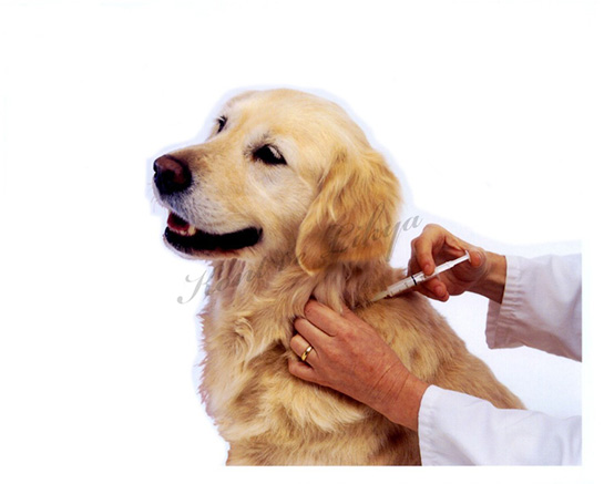 Köpek Aşıları